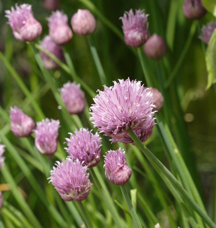 Polyvert Organic Chives Seeds