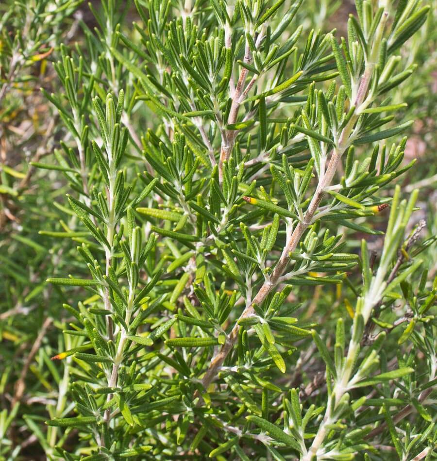 Rosemary, Rosmarinus Officinalis Seeds