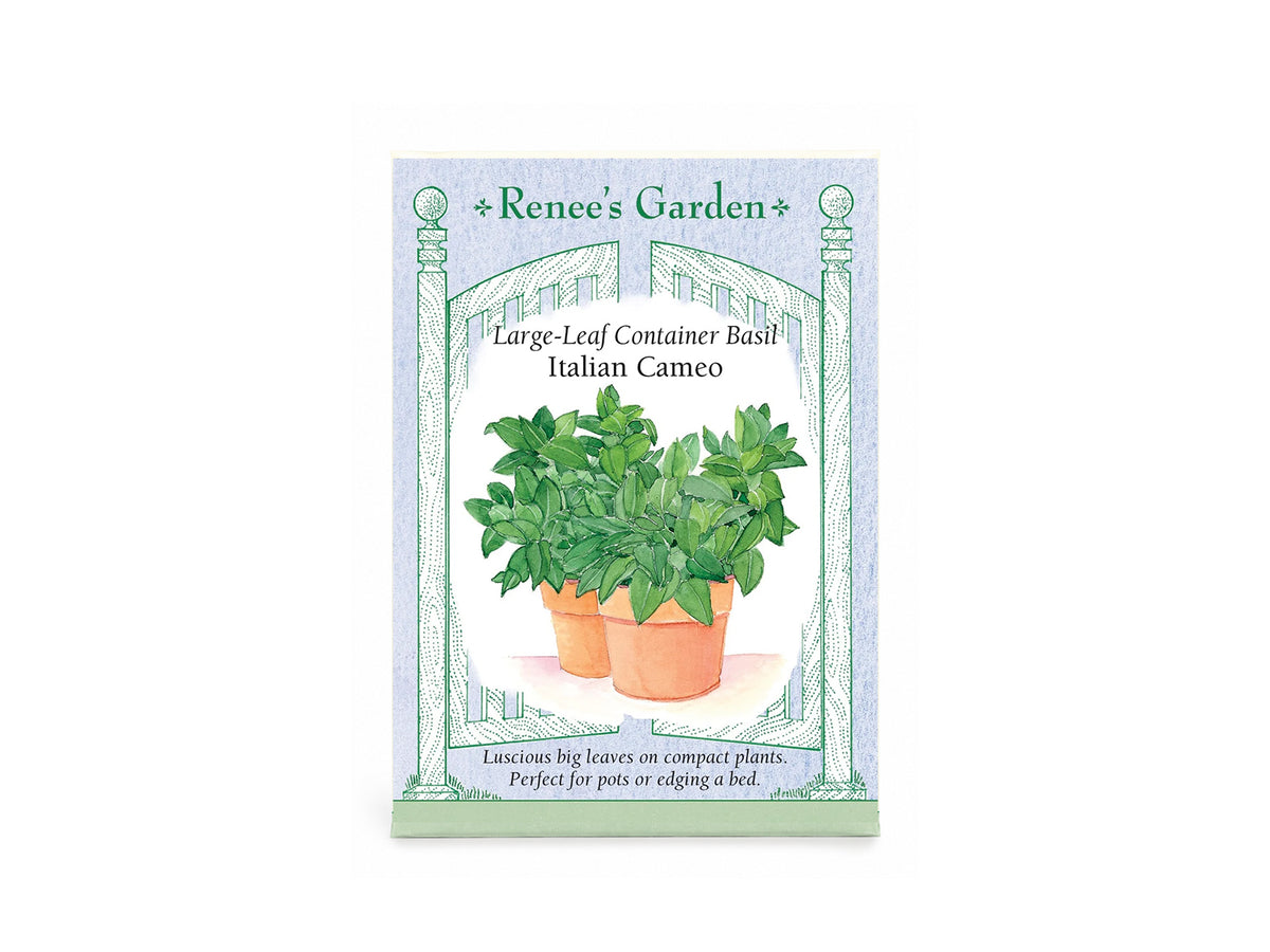 Large-Leaf Container Basil  Italian Cameo Seeds