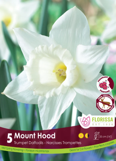 Narcissus Bulbs- Mount Hood