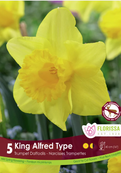 Narcissus Bulbs- King Alfred