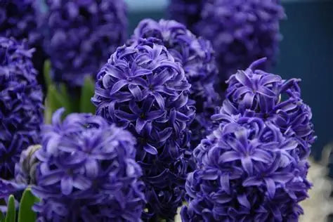 Hyacinth Bulbs ‘Aida’