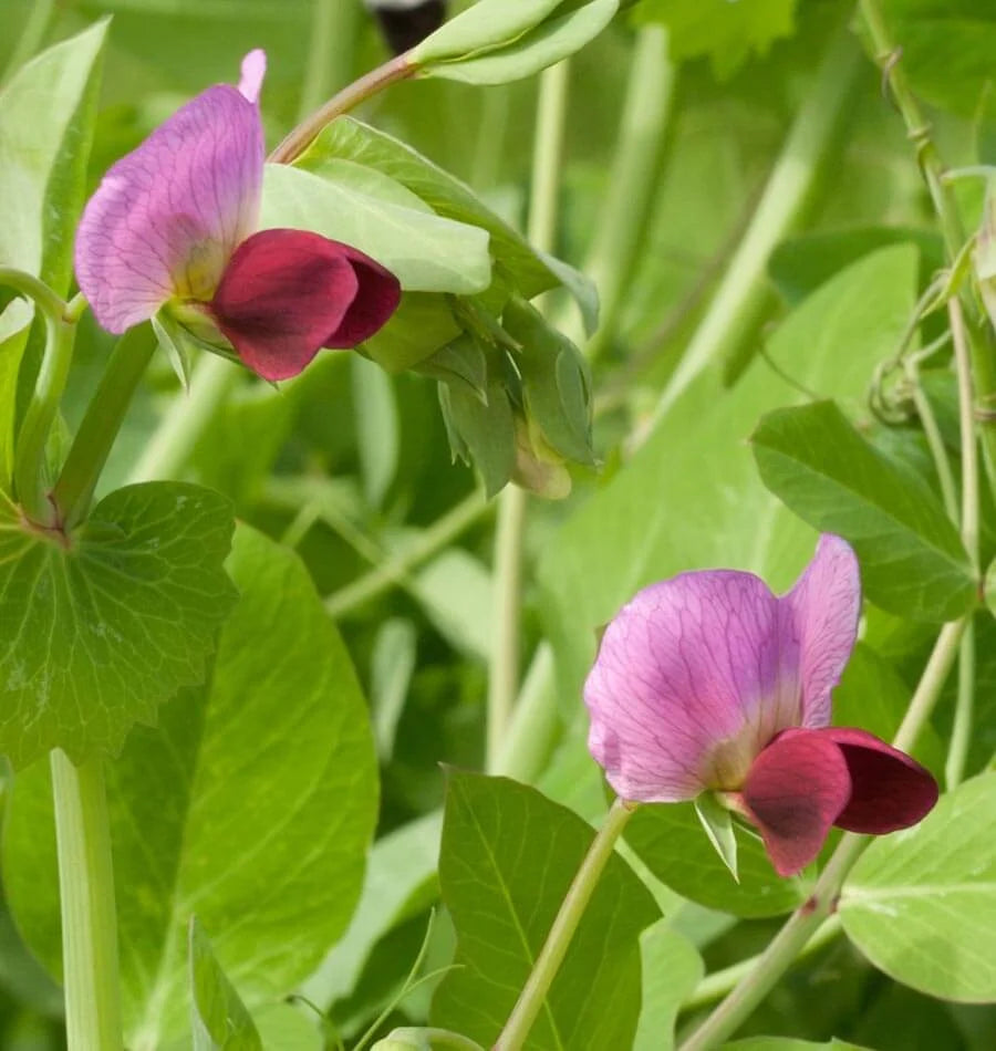 Dwarf Grey Sugar Snow Pea Seeds