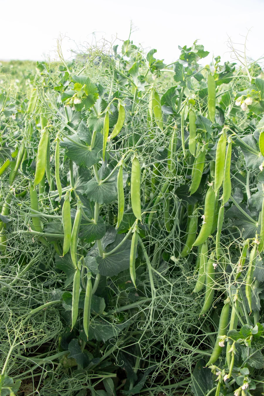 PLS 595 Organic Shelling Pea Seeds