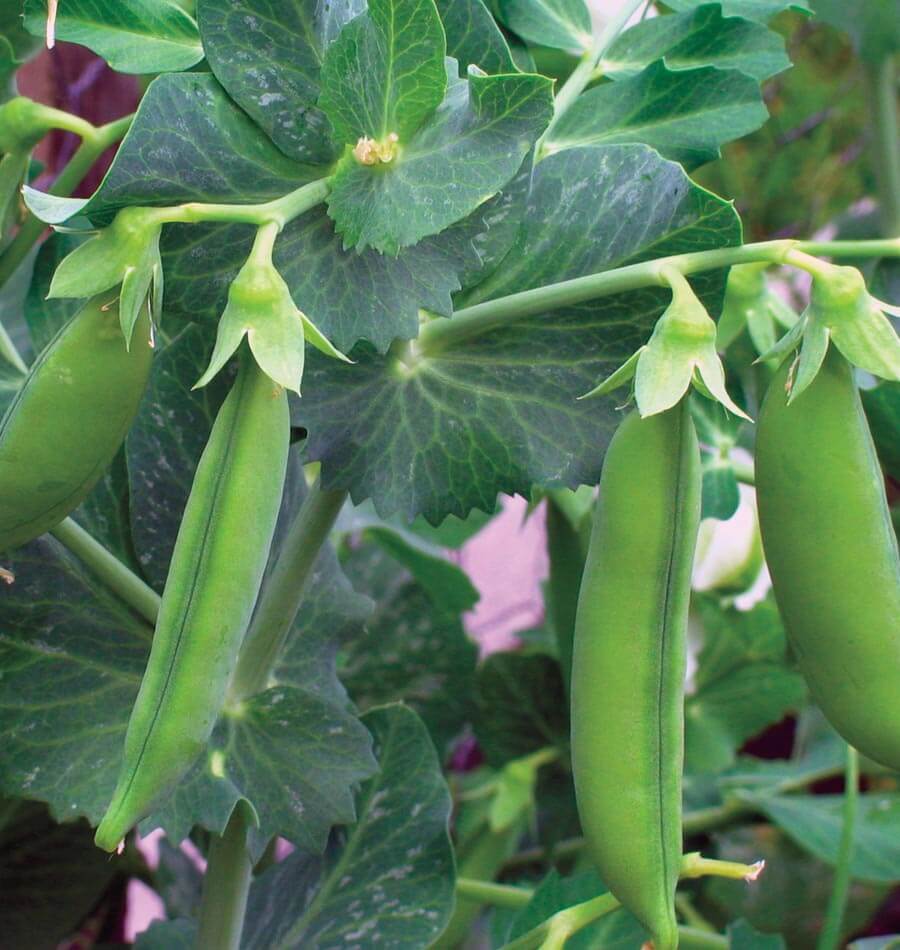Little Marvel Shelling Pea Seeds
