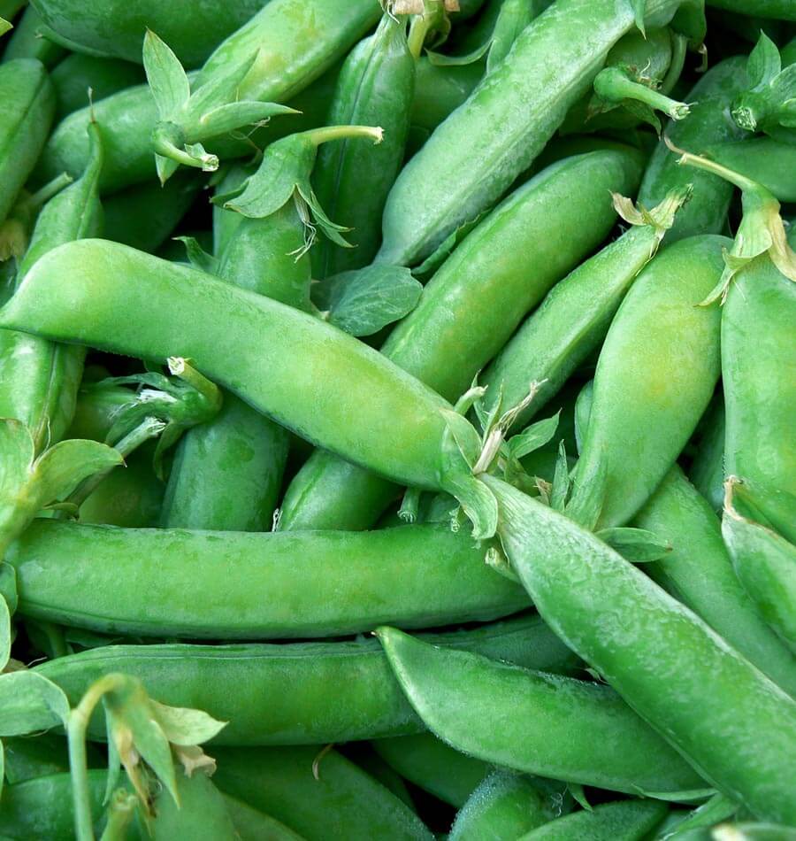 Super Sugar Snap Pea Seeds