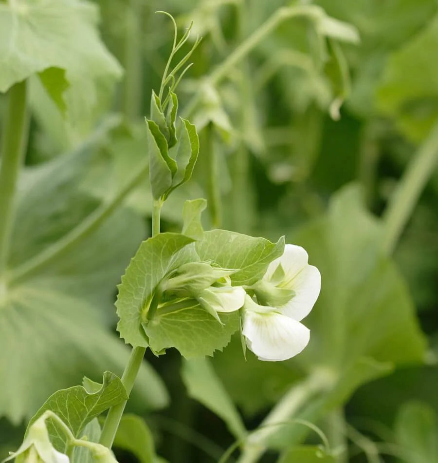 Cascadia Snap Pea Seeds