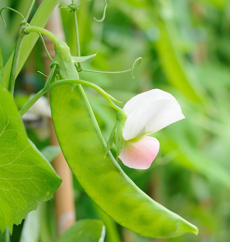 Sugar Lace II Snap Pea Seeds