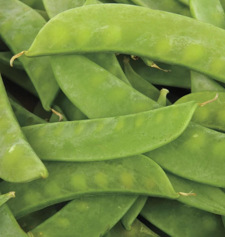 Mammoth Melting Sugar Snow Pea Seeds
