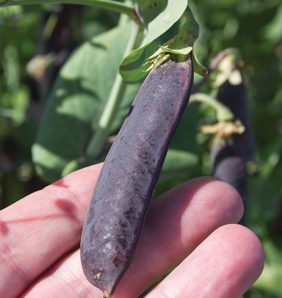 Purple Mist Organic Shelling Pea Seeds