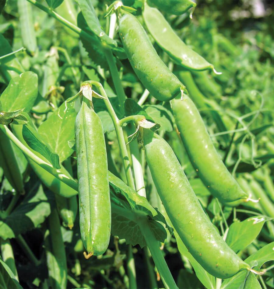 Bolero Shelling Pea Seeds