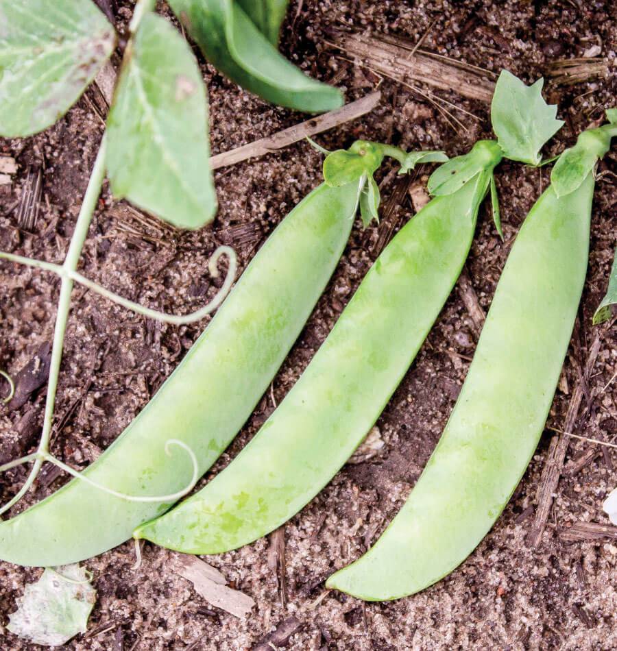 Sabre Shelling Pea Seeds