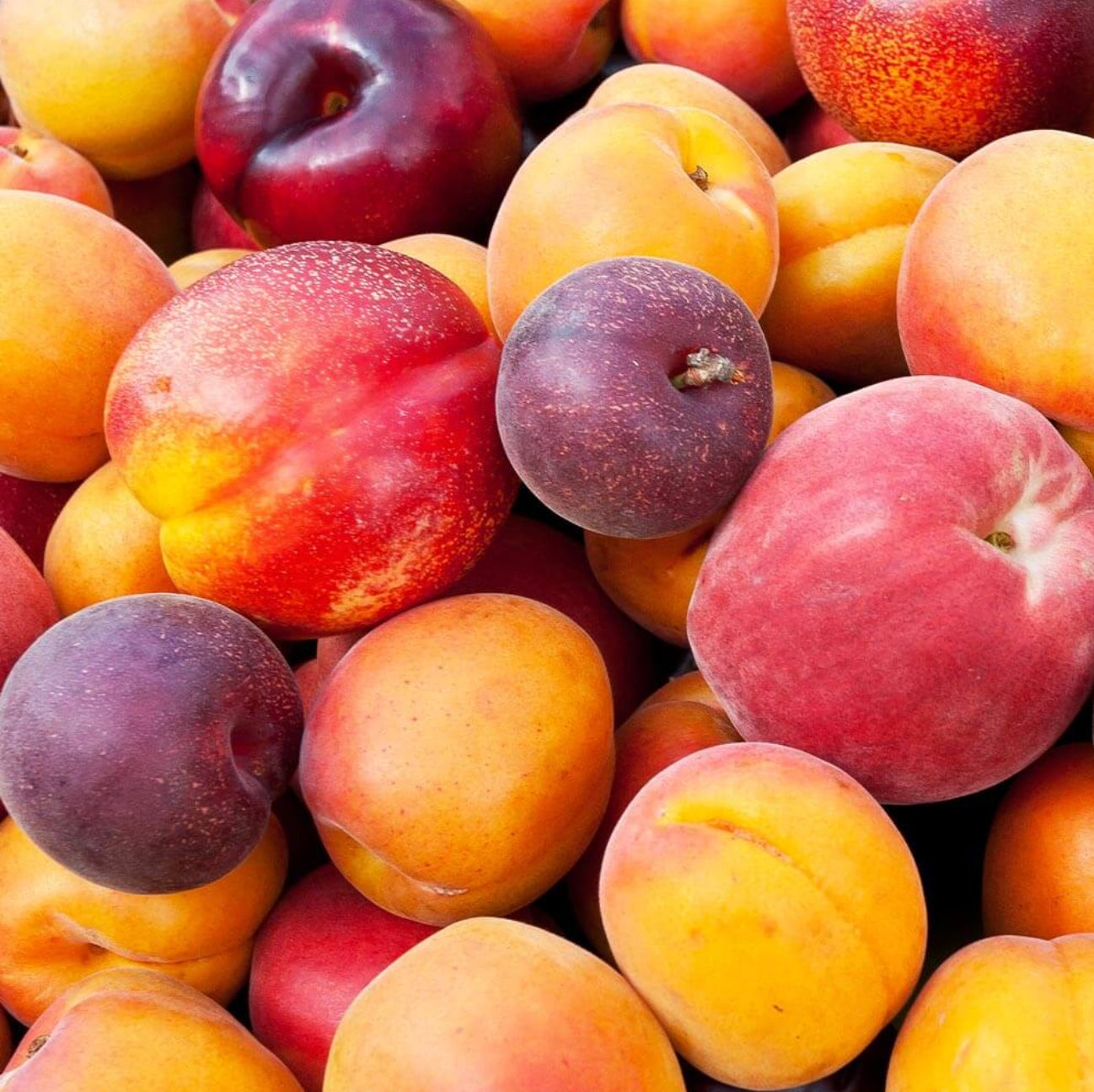 10 Gal Fruit Tree Premium Fruit Salad