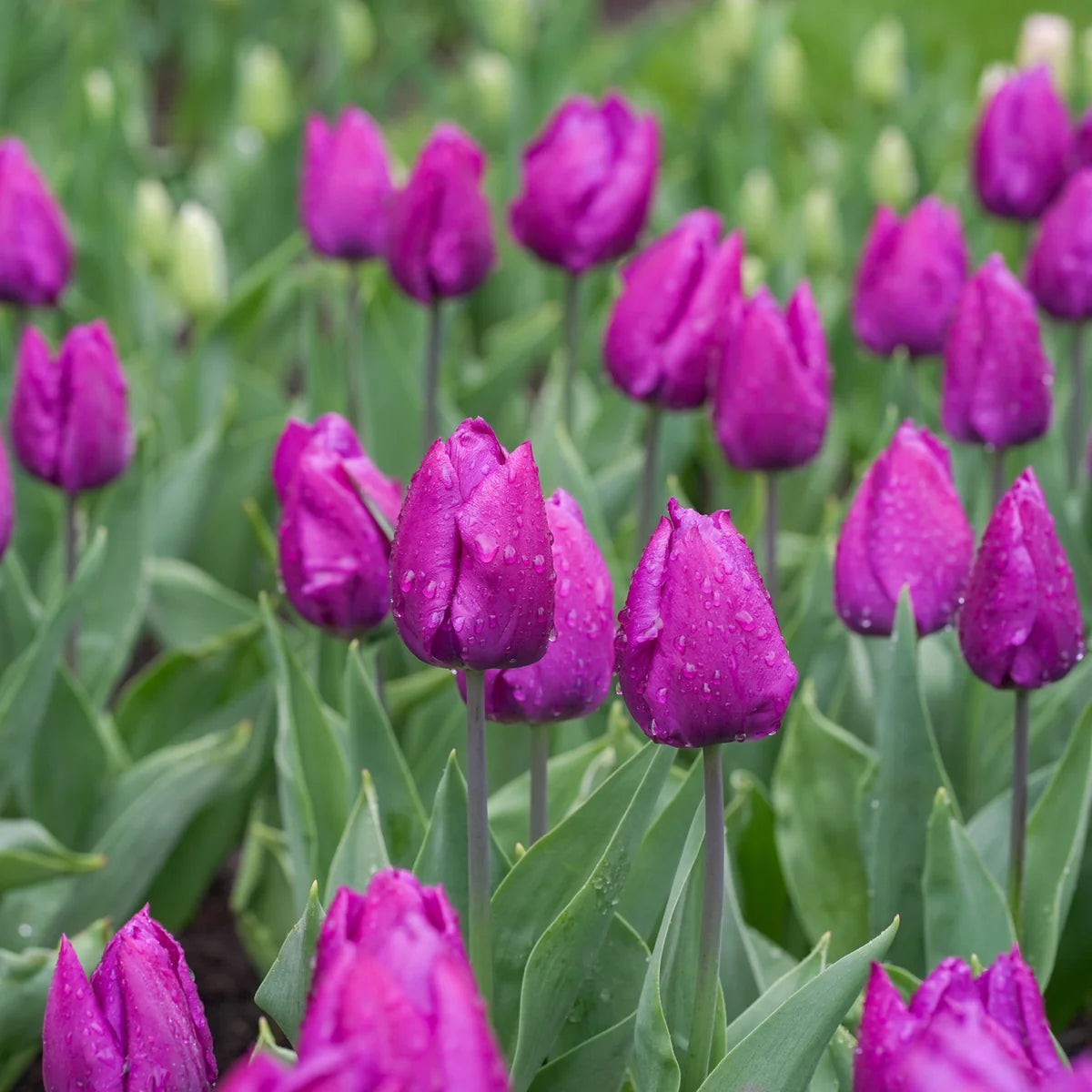 Tulip Bulbs – ‘Purple Prince’