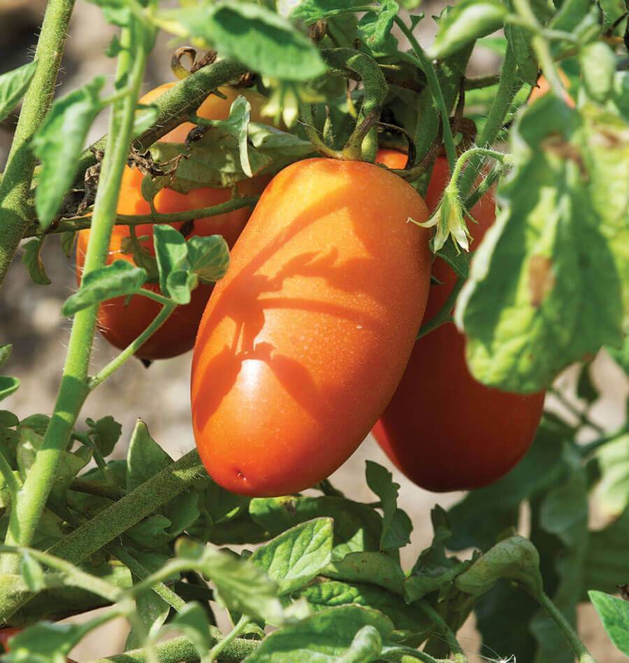 San Marzano Lampadina Organic Tomato Seeds