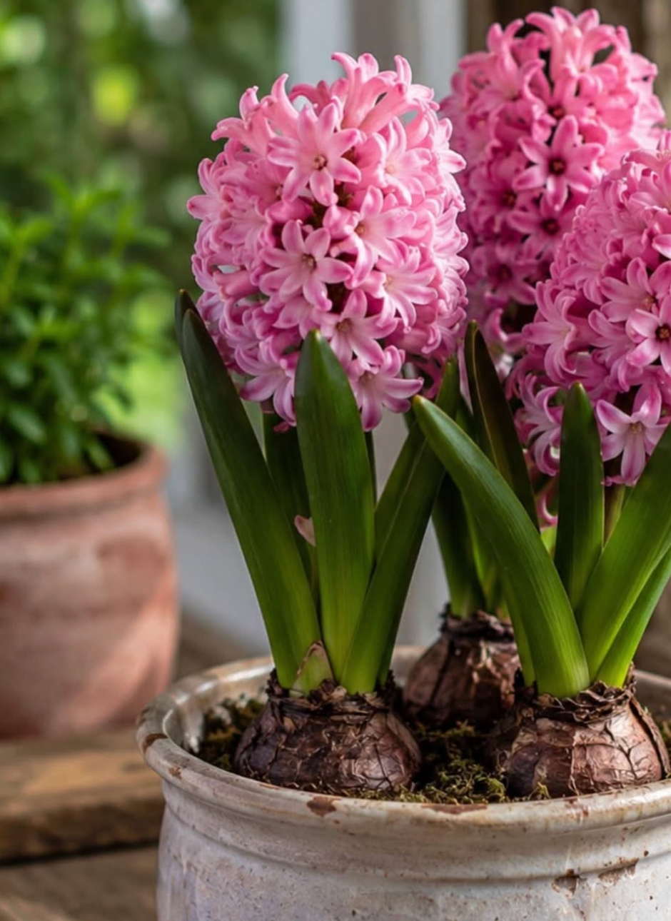 6" Hyacinthus Plant