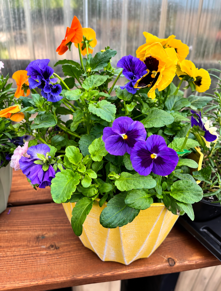 8" Mixed Pansy Pot – Assorted Colours