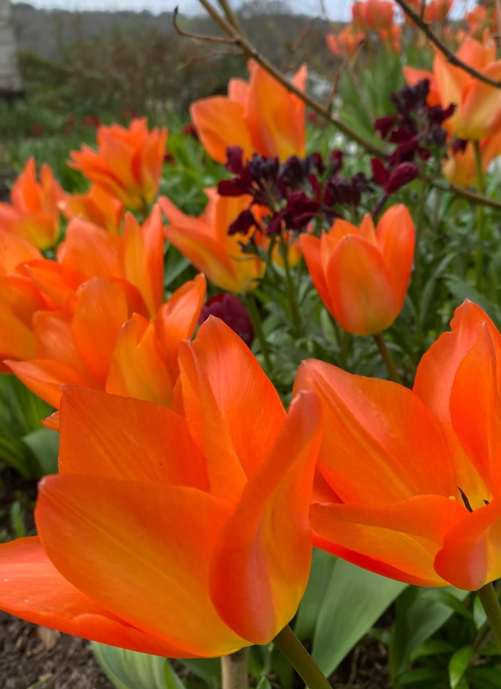 Tulip Bulbs – ‘Orange Emperor’