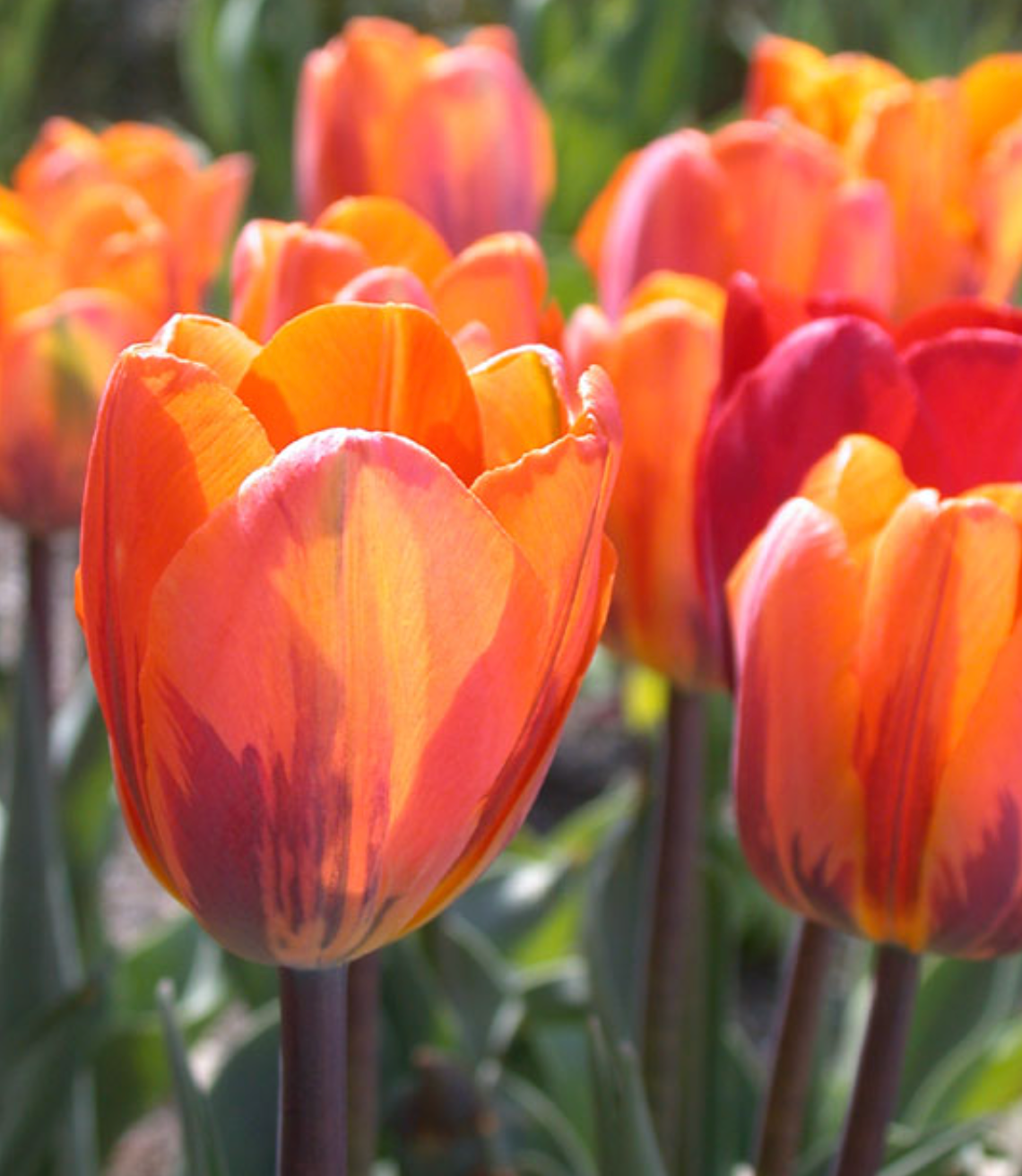 Tulip Bulbs – ‘Princess Irene’