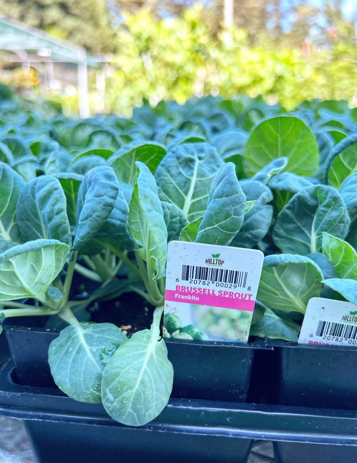 606 Brussell Sprouts