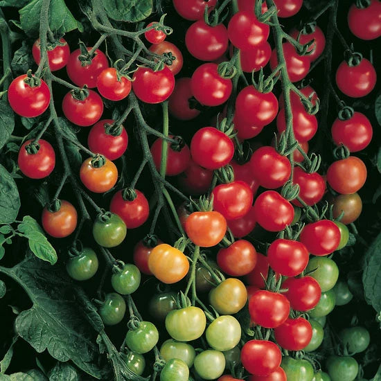 Supersweet 100, Tomato Seeds