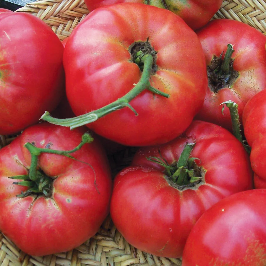 Mortgage Lifter Organic Tomato Seeds