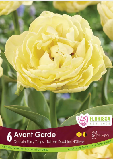 Tulip Bulbs- Avant Garde
