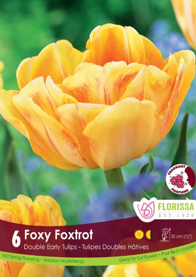 Tulip Bulbs- Foxtrot