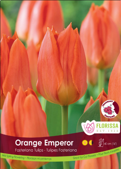 Tulip Bulbs- Orange Emperor