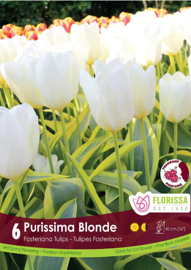 Tulip Bulbs - Pusissima Blonde
