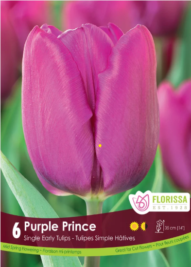 Tulip Bulbs- Purple Prince