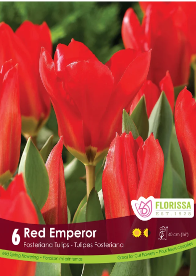Tulip Bulbs- Red Emperor