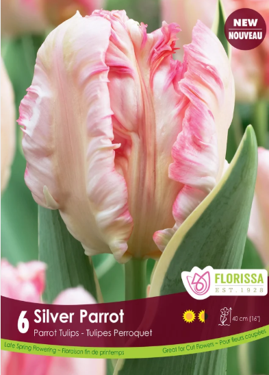 Tulip Bulbs- Silver Parrot
