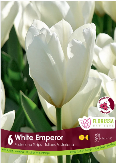 Tulip Bulbs- While Emperor