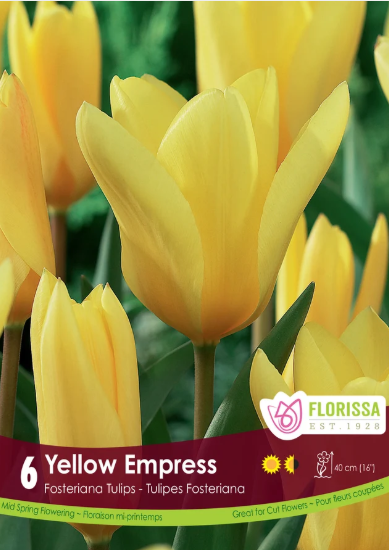 Tulip Bulbs- Yellow Empress