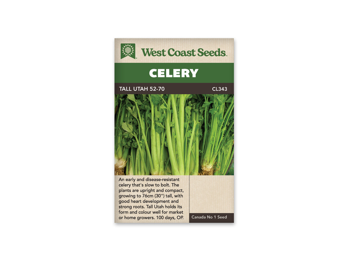 Tall Utah Celery Seeds