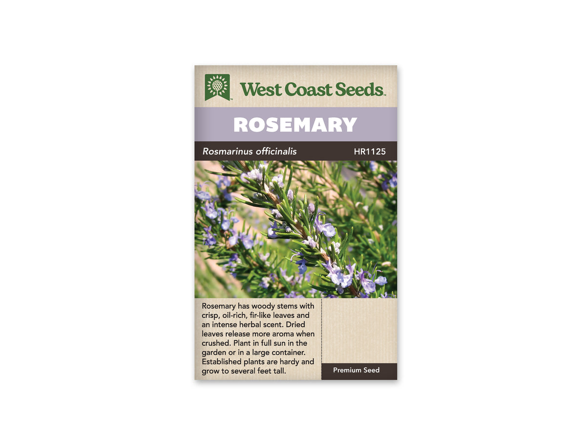 Rosemary, Rosmarinus Officinalis Seeds