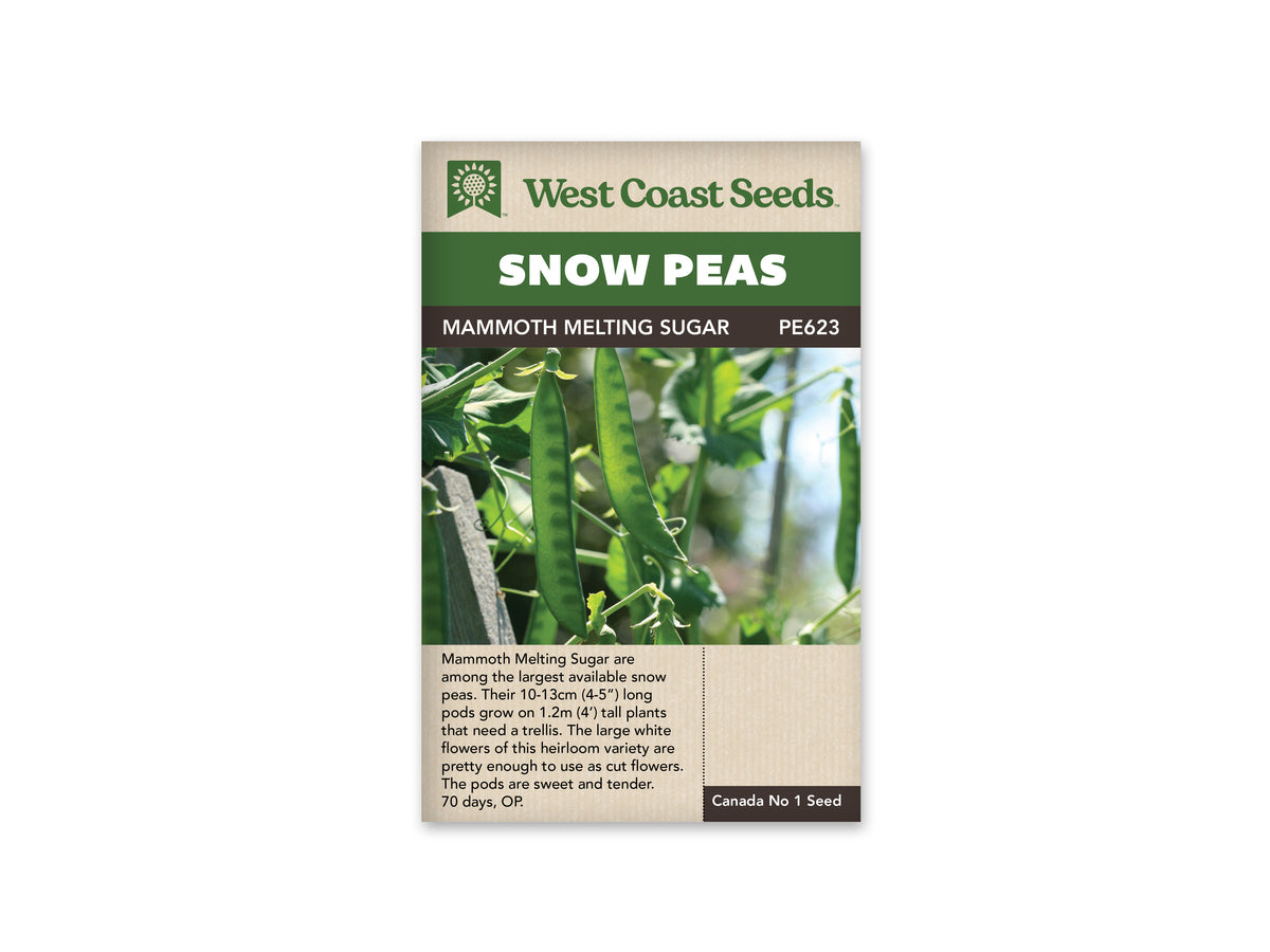 Mammoth Melting Sugar Snow Pea Seeds