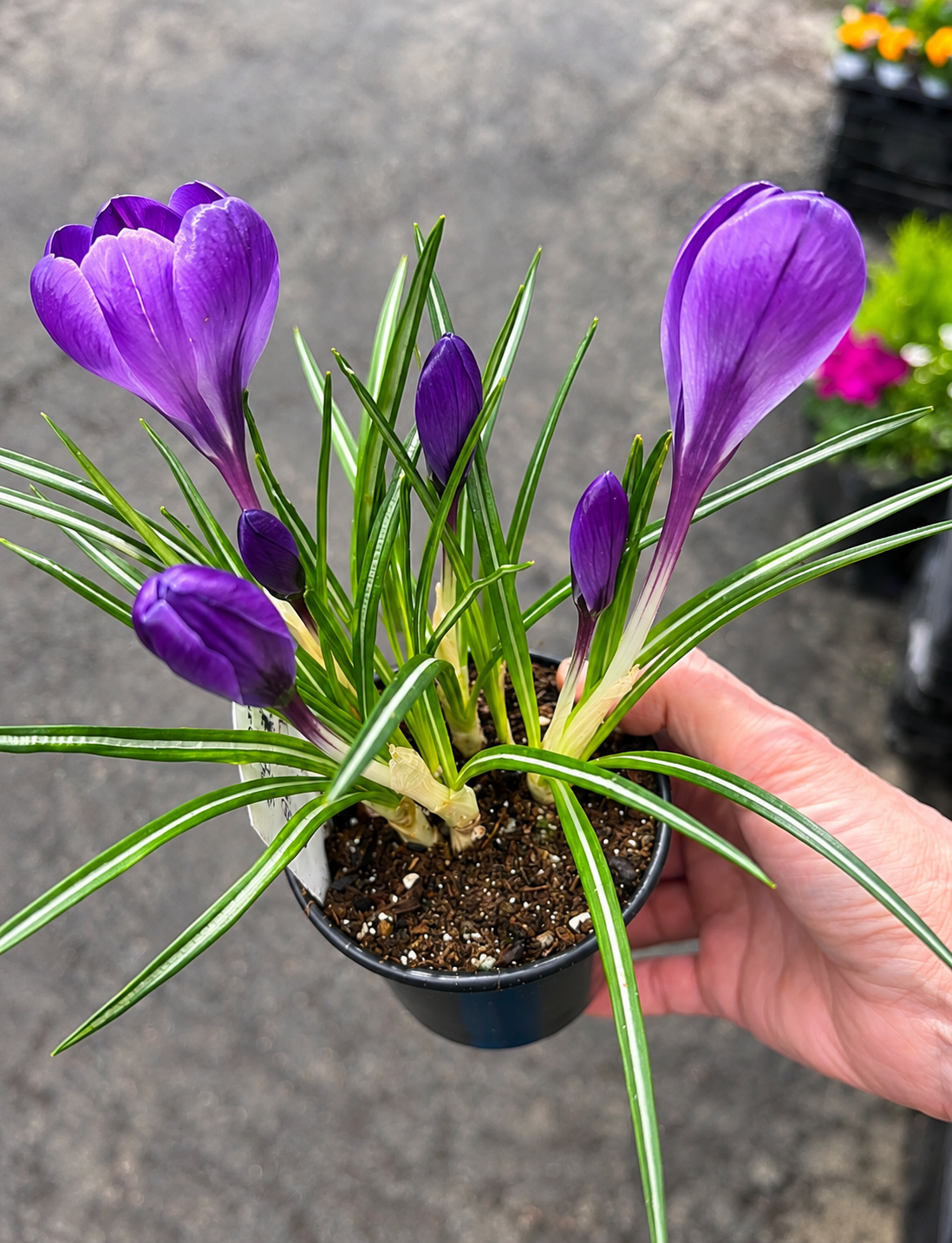 4” Crocus Plant