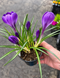 4” Crocus Plant