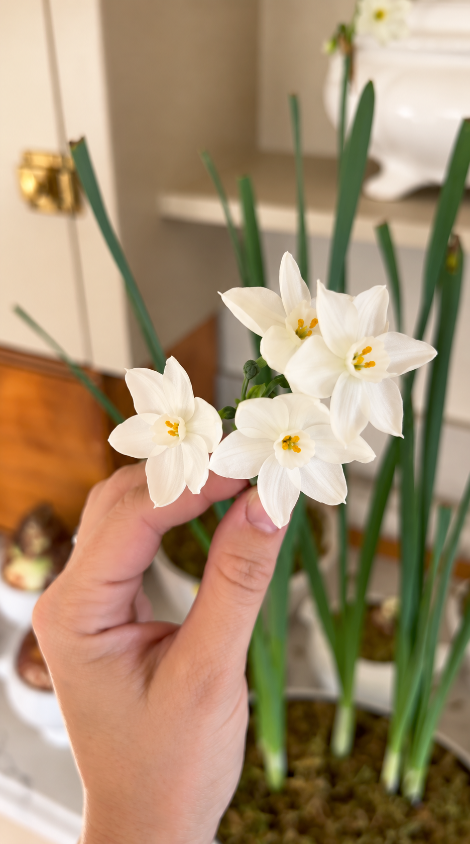 Paperwhite Narcissus – 6" Pot