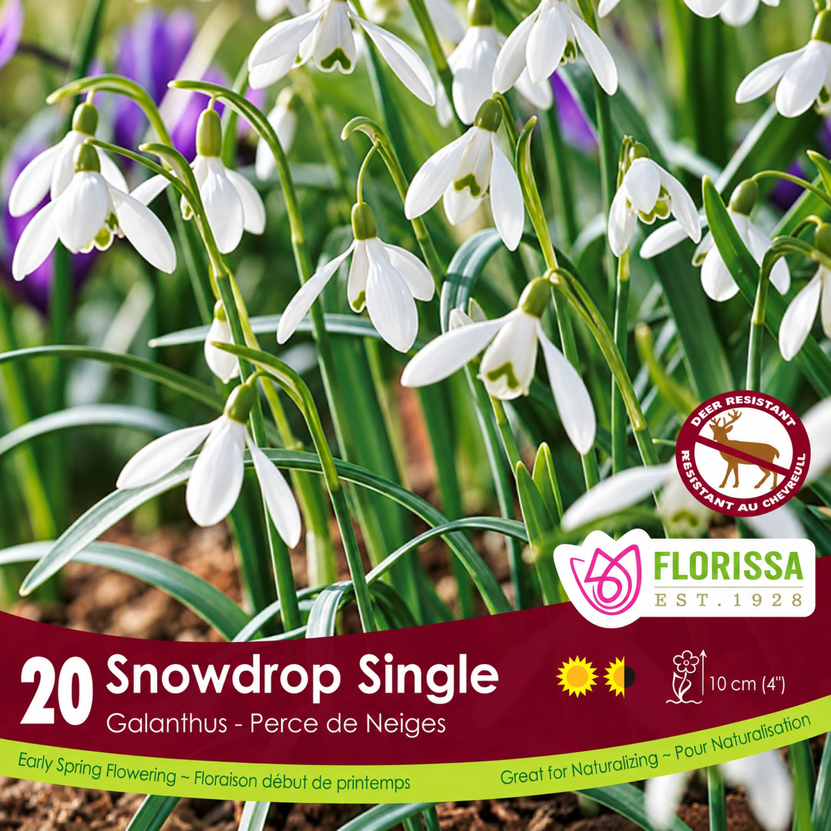 Galanthus ‘elwesii’ Snowdrop Bulbs