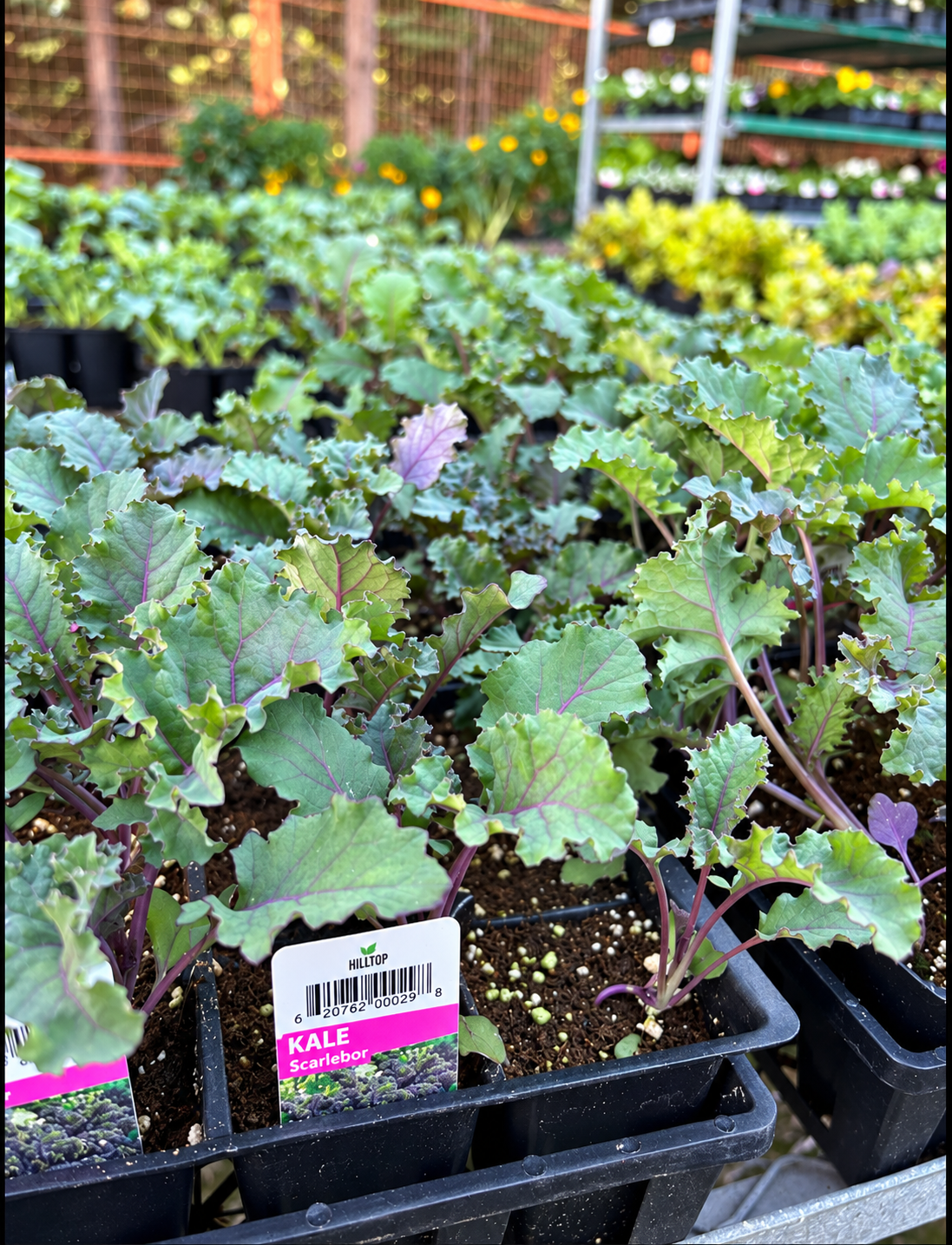 606 Kale Vegetable Starts