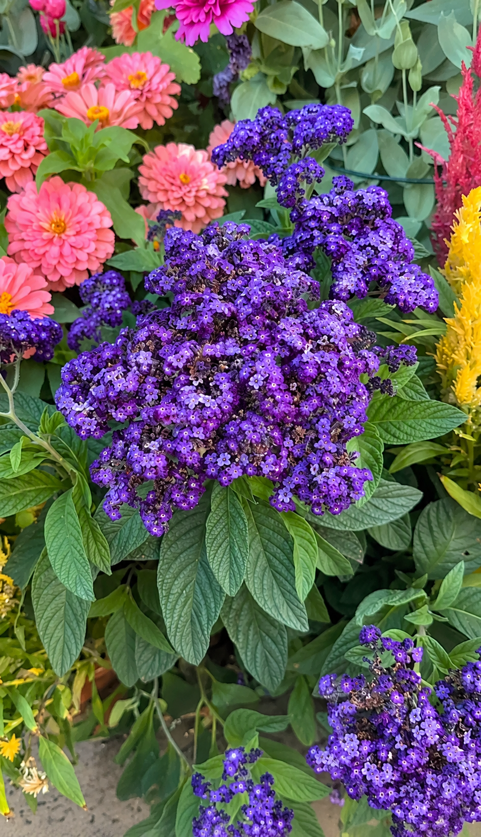 4" Heliotrope