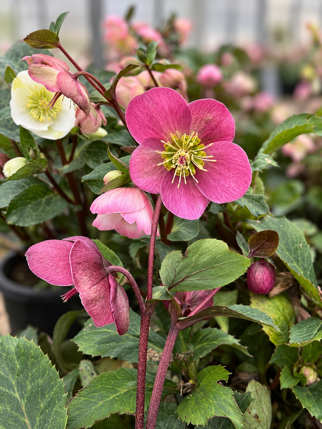 6" Hellebore – Assorted Colours