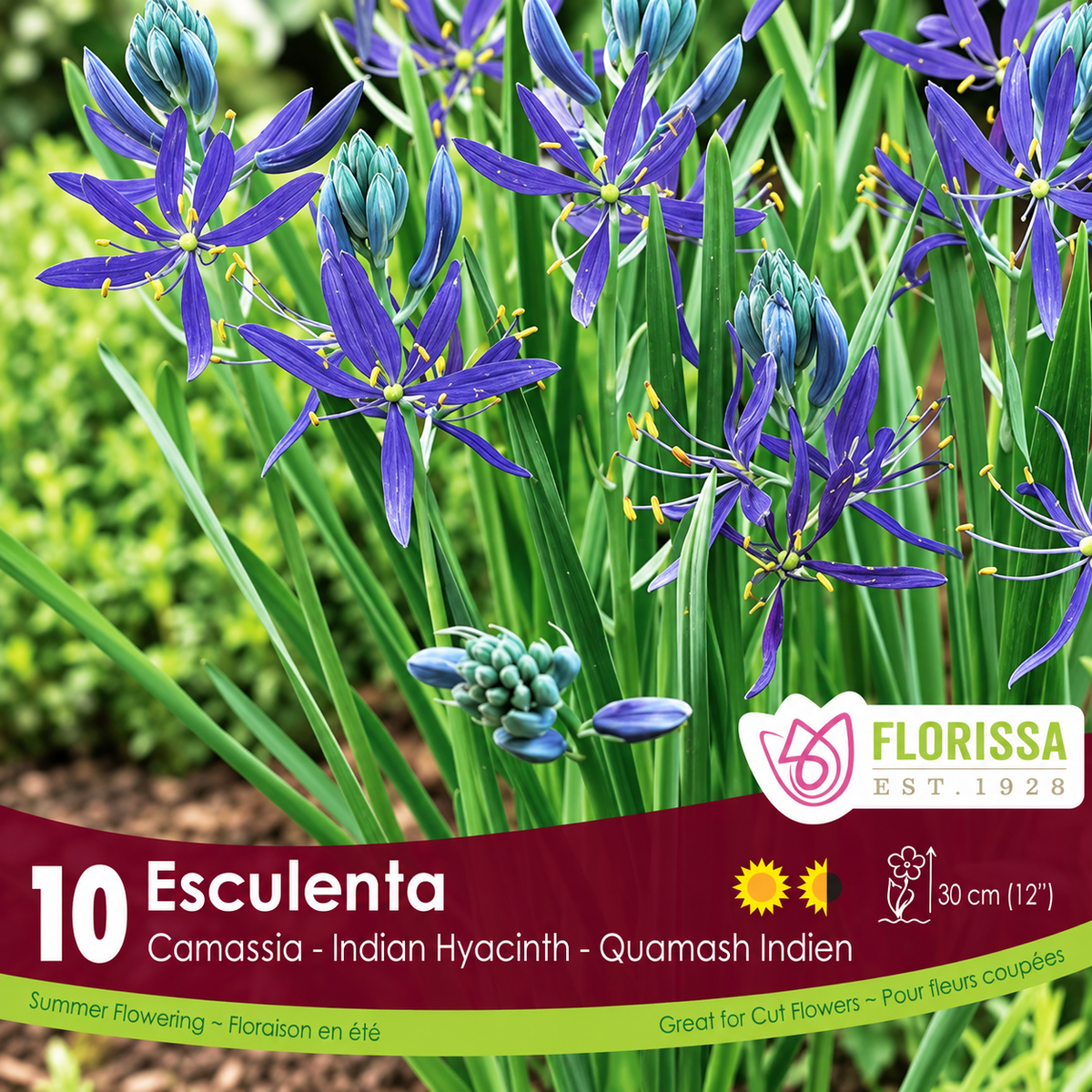 Camassia ‘Esculenta’ Quamash Bulbs – Purple-Blue