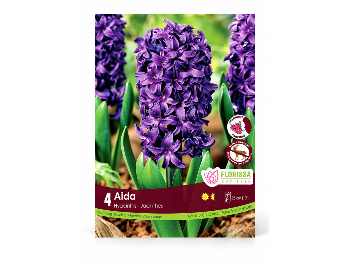 Hyacinth Bulbs ‘Aida’