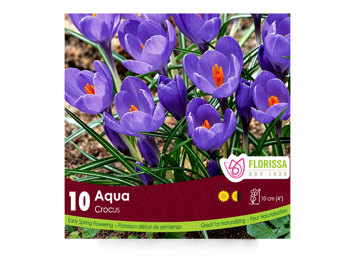 Crocus Bulbs – ‘Aqua’