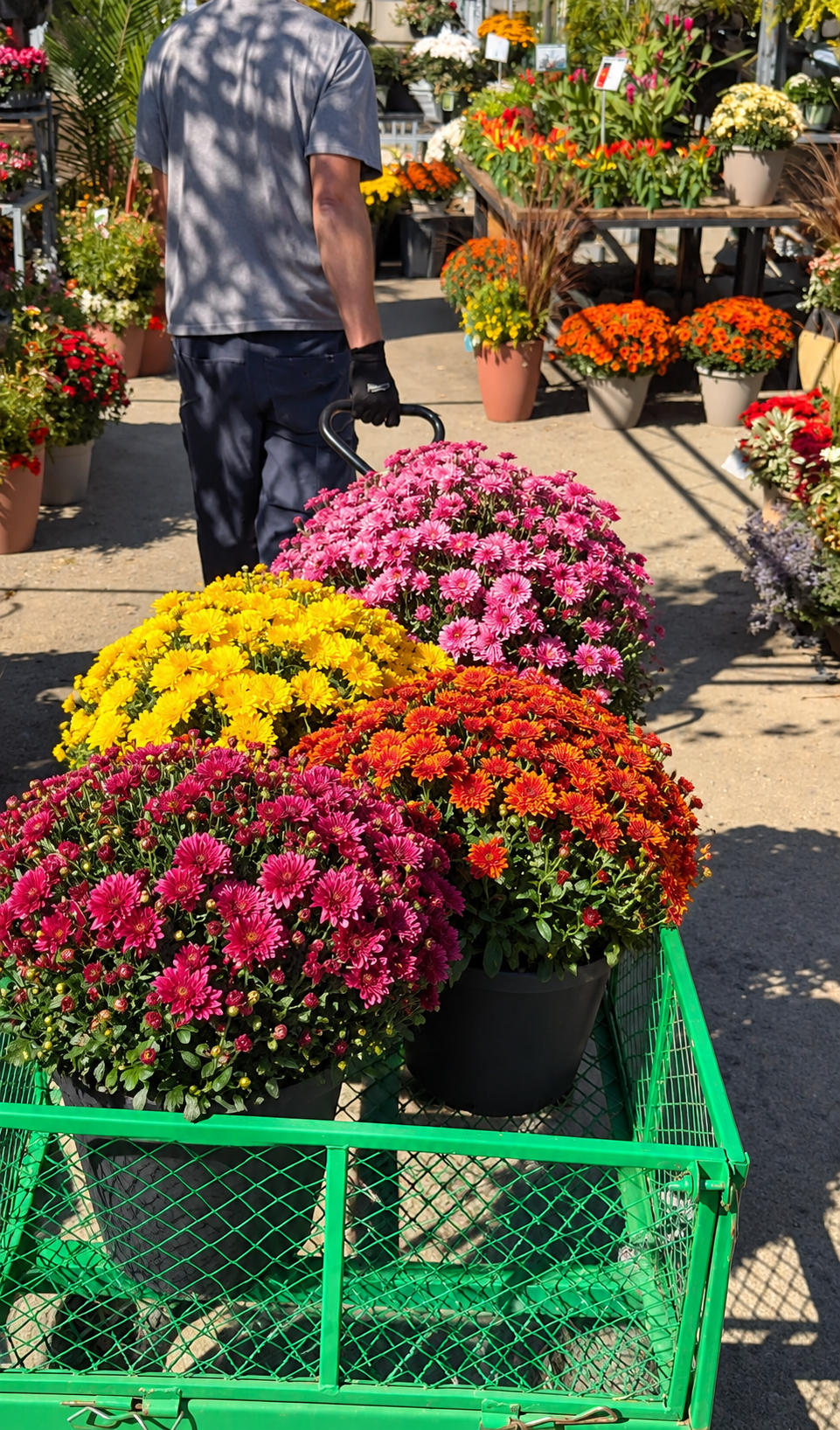 12" Garden Mum – Assorted Colours