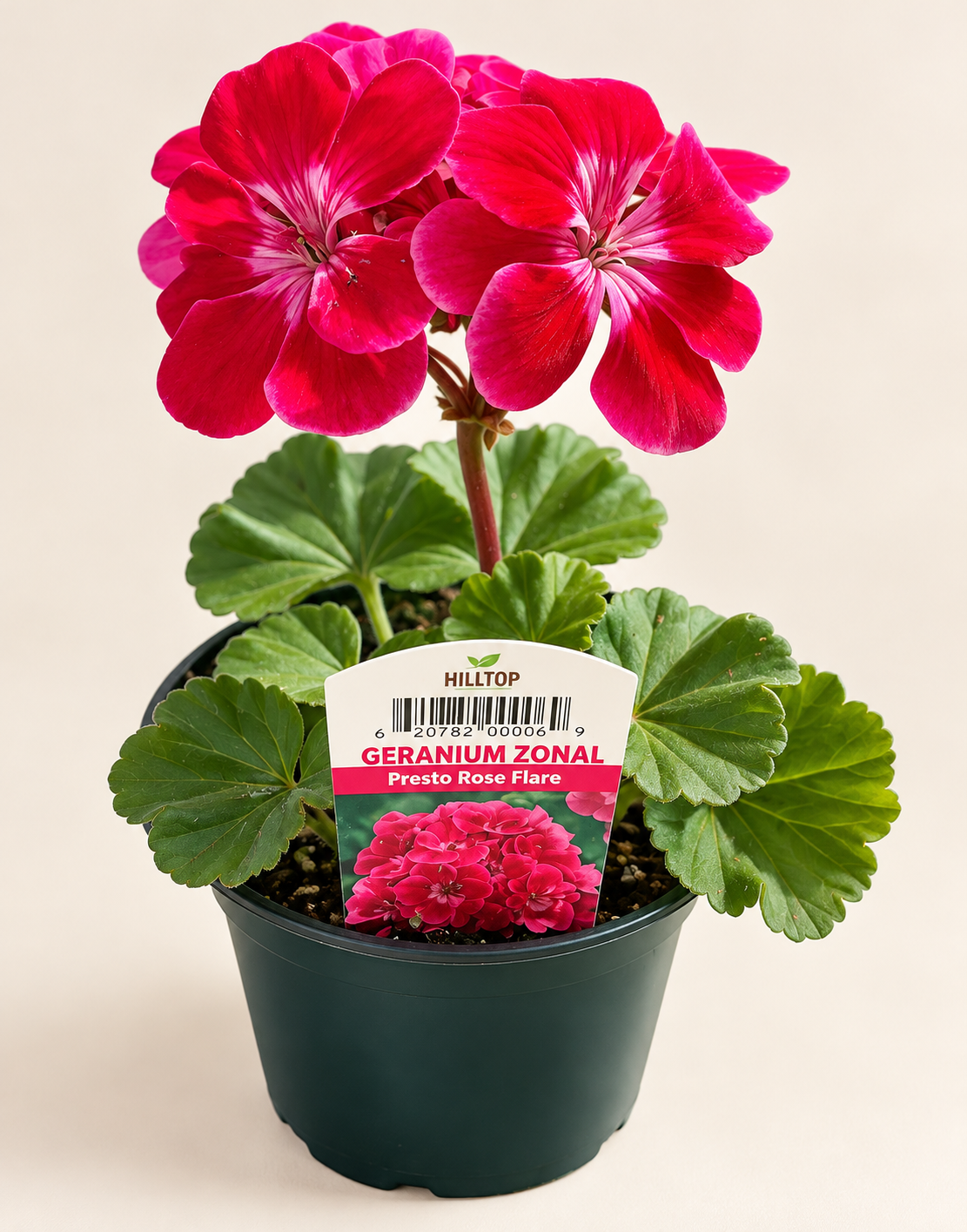 4" Geranium Zonal Presto